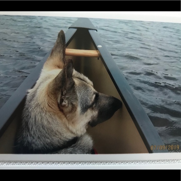 Meet your Posher, Dehlia - Picture 3 of 3